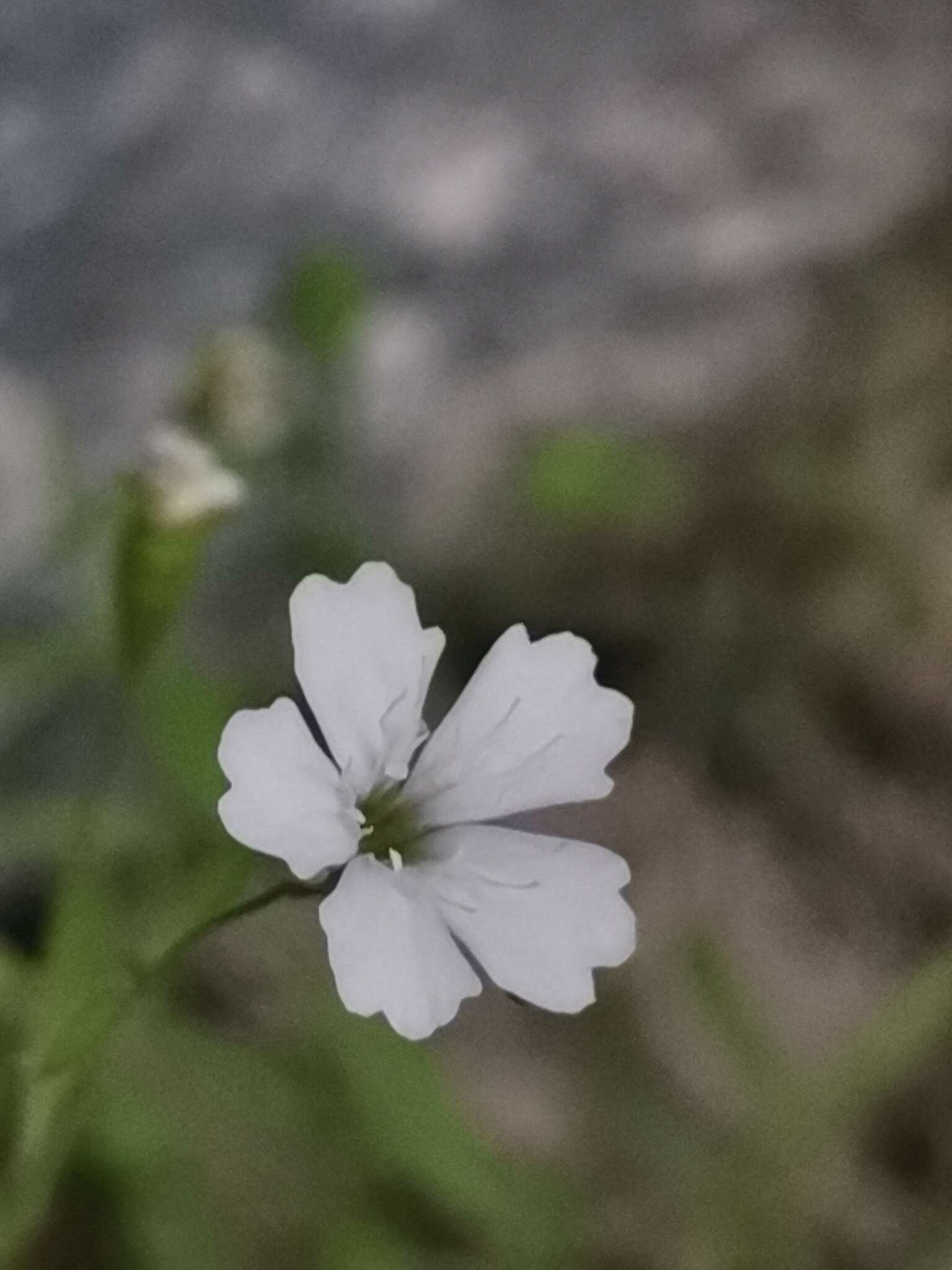 Image of Heliosperma veselskyi subsp. iskense Wraber & Accetto