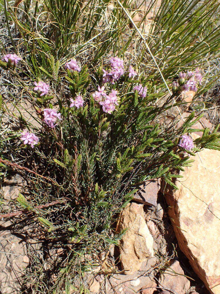 Image of Lachnaea montana Beyers