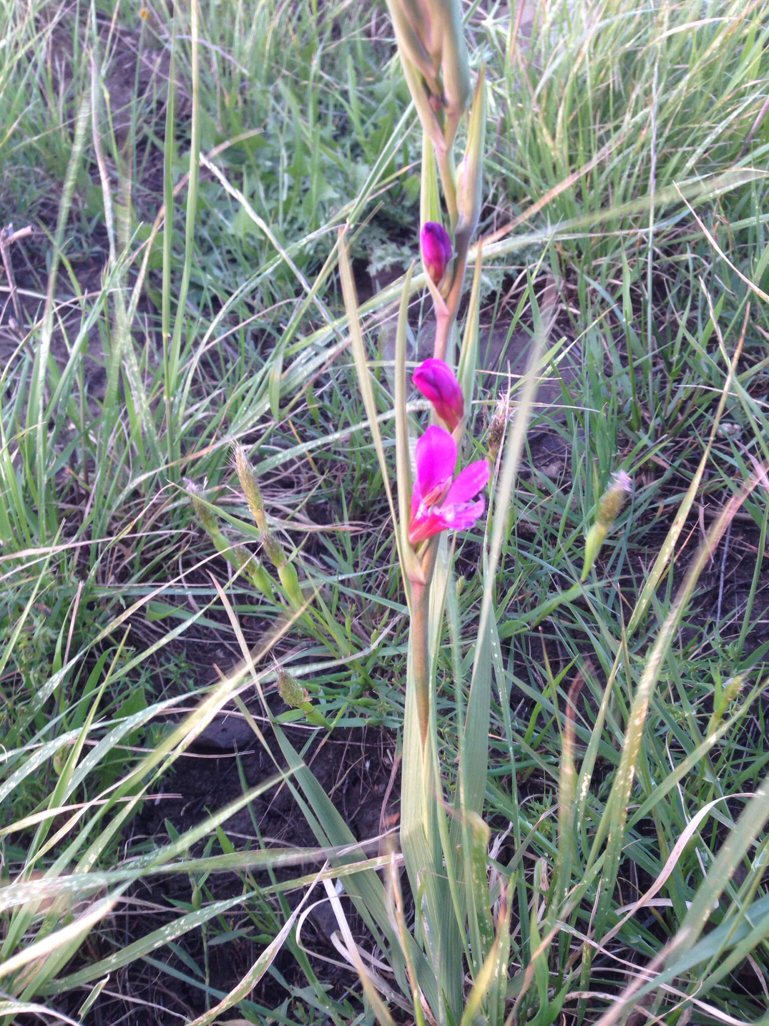 Image of Common Sword Lily