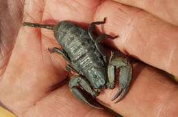 Image of Magaliesberg Rock Scorpion