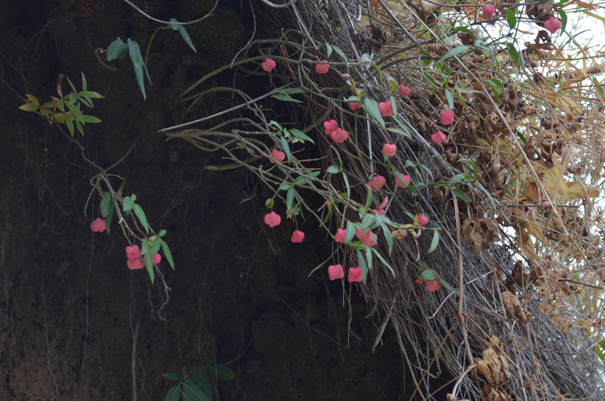 Image of Euonymus semenovii Regel & Herd.