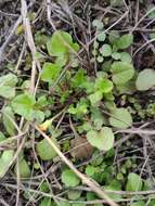 Image of Japanese nipplewort