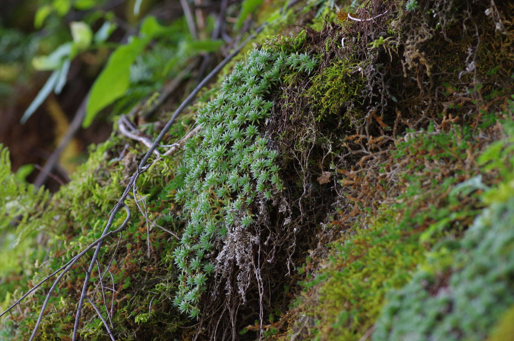 Image de Saxifraga bronchialis subsp. stelleriana (Merk ex Ser.) Malysch.