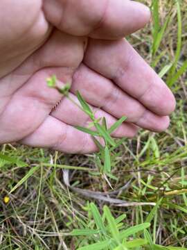 Image de Hypericum canadense L.