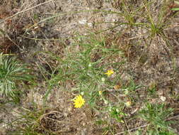 Image of sickleleaf silkgrass