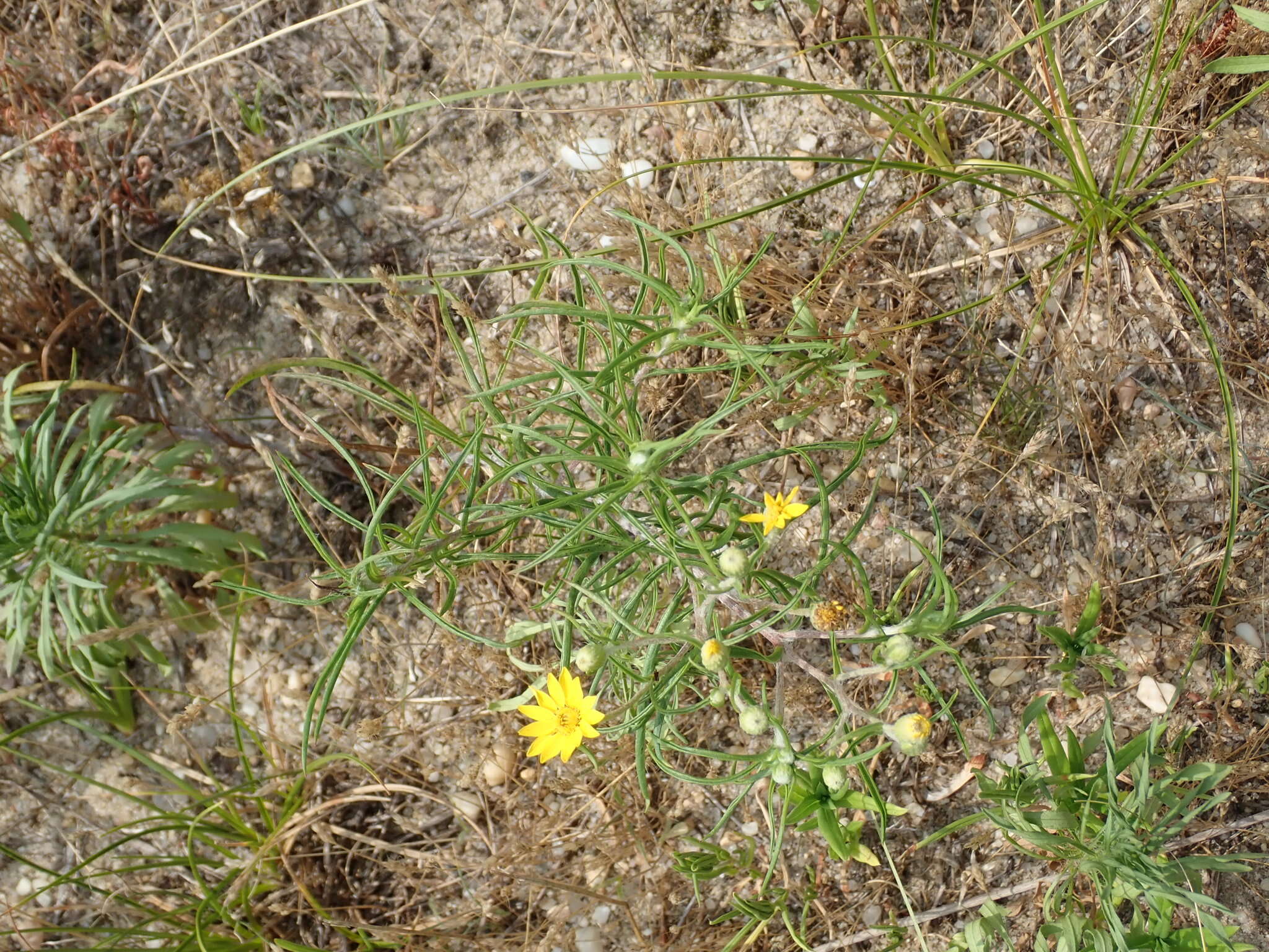 Image of sickleleaf silkgrass