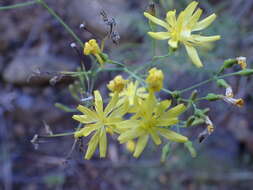 Image de Sonchus leptocephalus Cass.