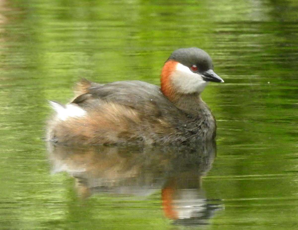 صورة Tachybaptus pelzelnii (Hartlaub 1861)