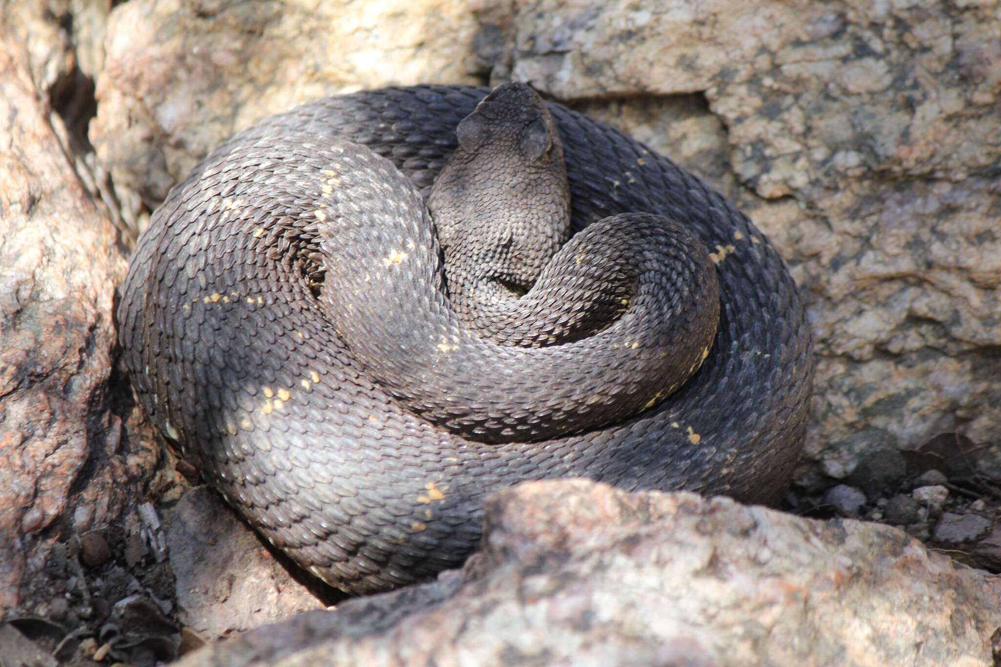 Crotalus cerberus (Coues ex Wheeler 1875)的圖片