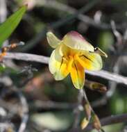 Freesia refracta (Jacq.) Klatt resmi