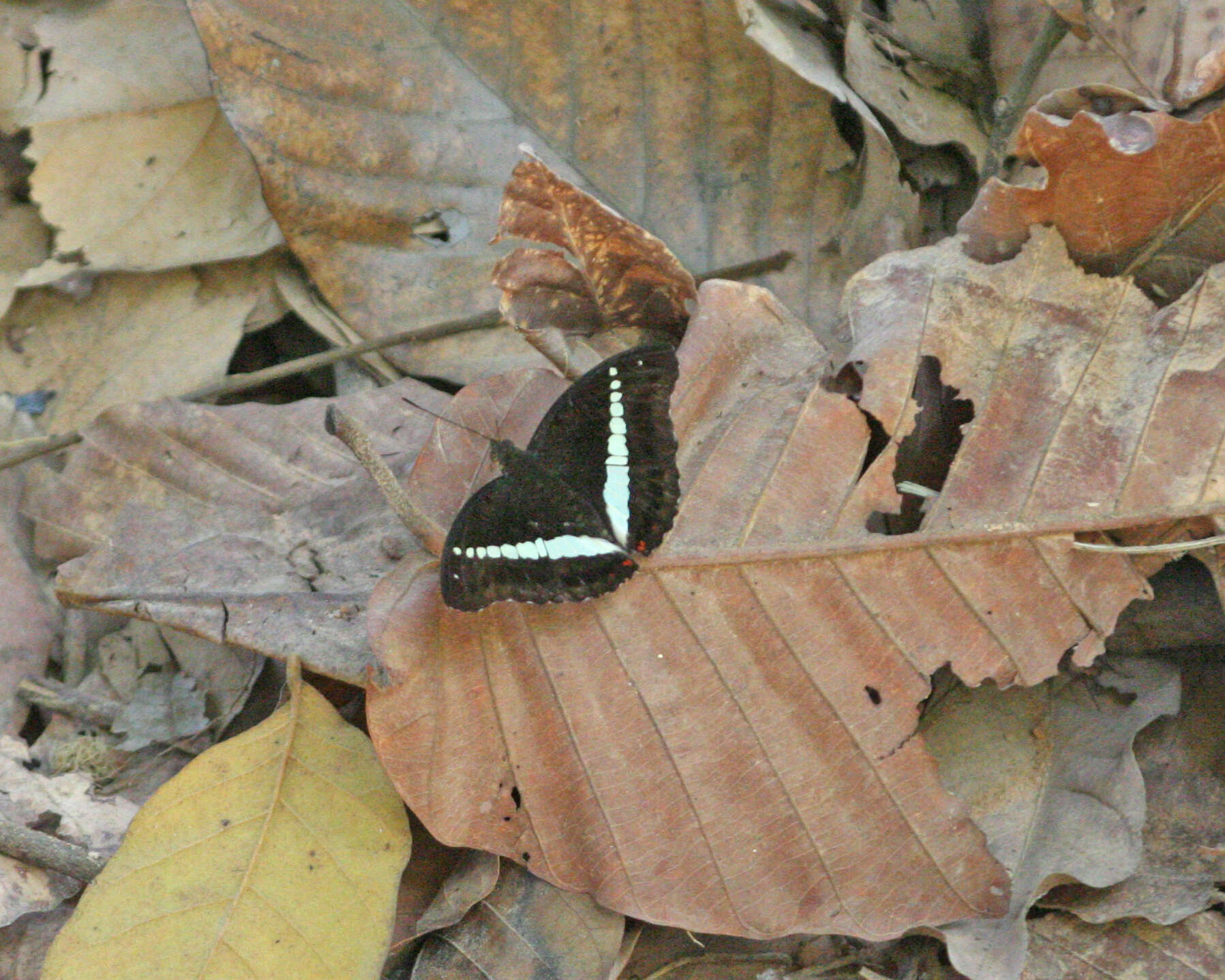 Image of Euthalia recta monilis Moore 1897