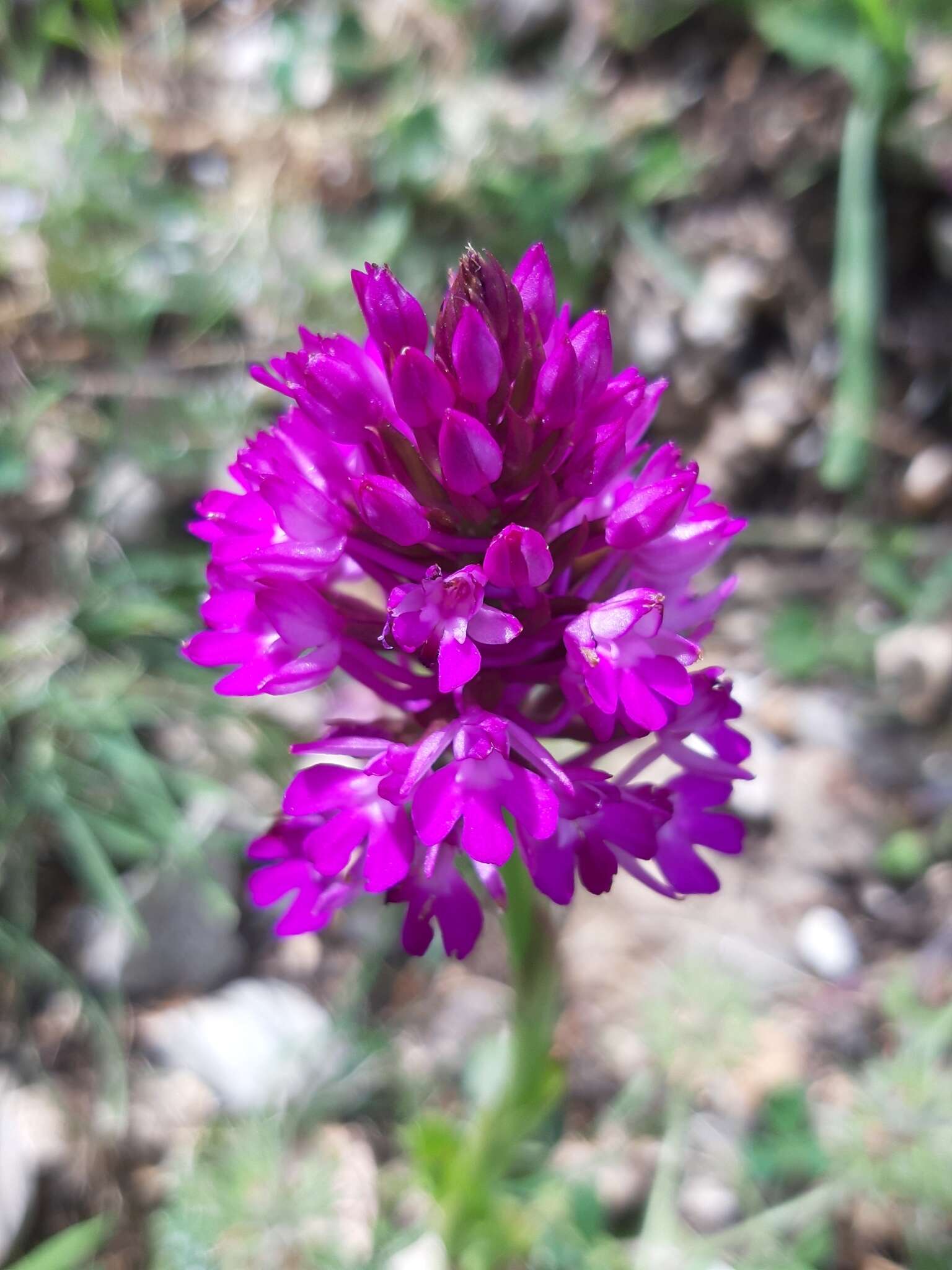 Image of Anacamptis pyramidalis var. pyramidalis