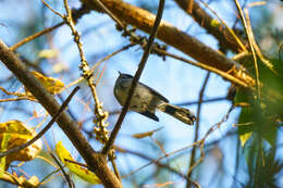 Image of White-tailed Crested Flycatcher