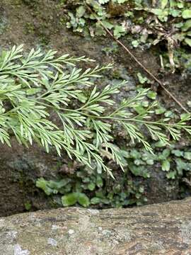 Слика од Onychium japonicum (Thunb.) Kunze