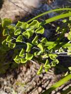 Adiantum chilense var. scabrum (Kaulf.) Hicken的圖片