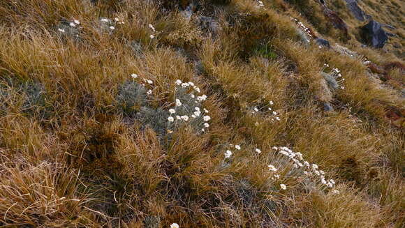 Слика од Chionochloa crassiuscula (Kirk) Zotov