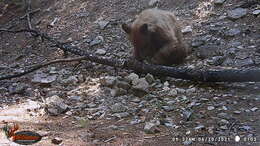 Image of Ursus americanus machetes Elliot 1903