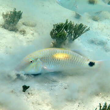 Image of Goatfish