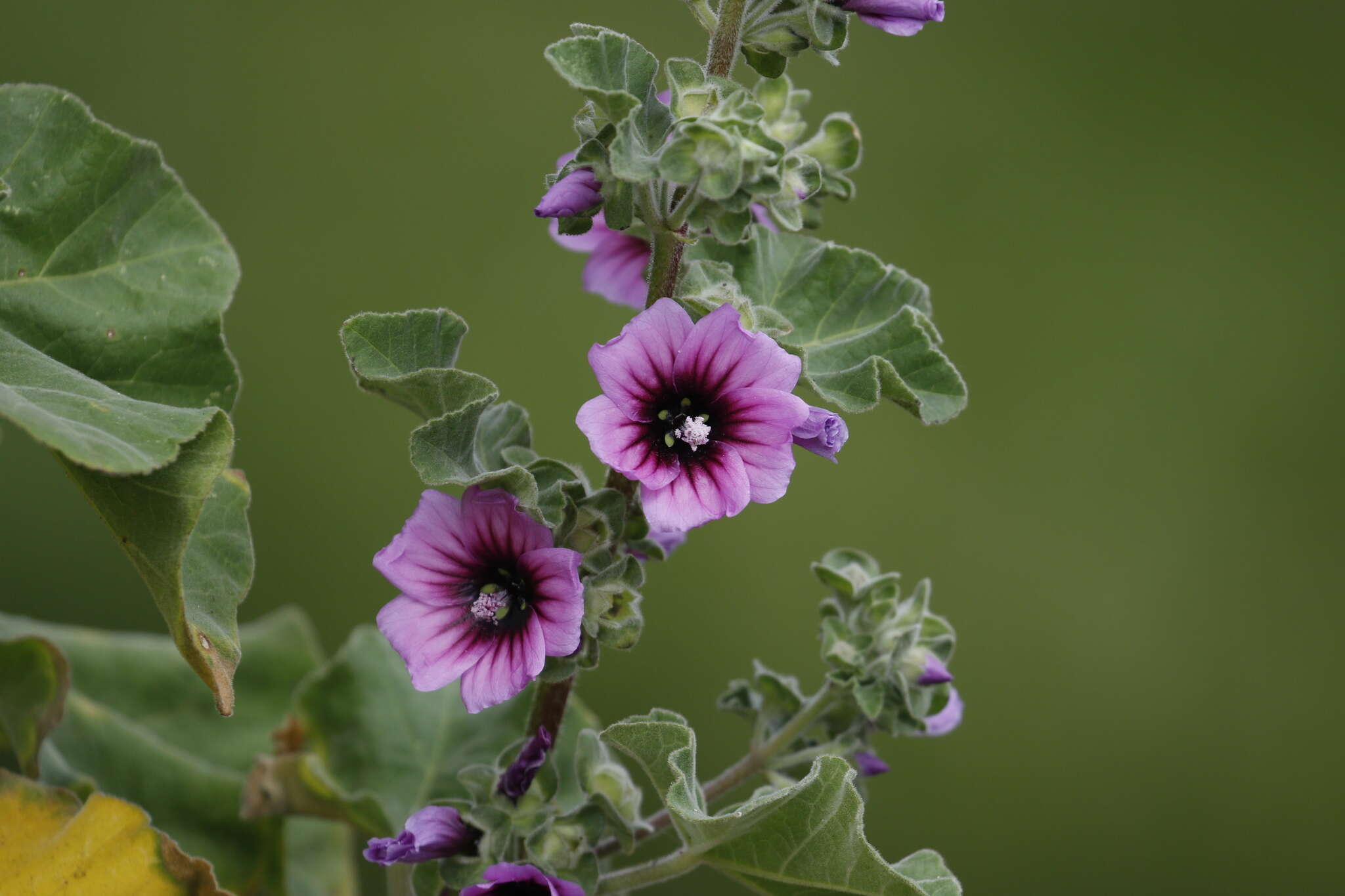 Imagem de Malva arborea (L.) Webb & Berth.