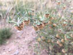 Artemisia macrocephala Jacquem. ex Bess. resmi