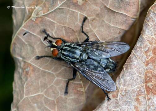 صورة Sarcophaga carnaria (Linnaeus 1758)