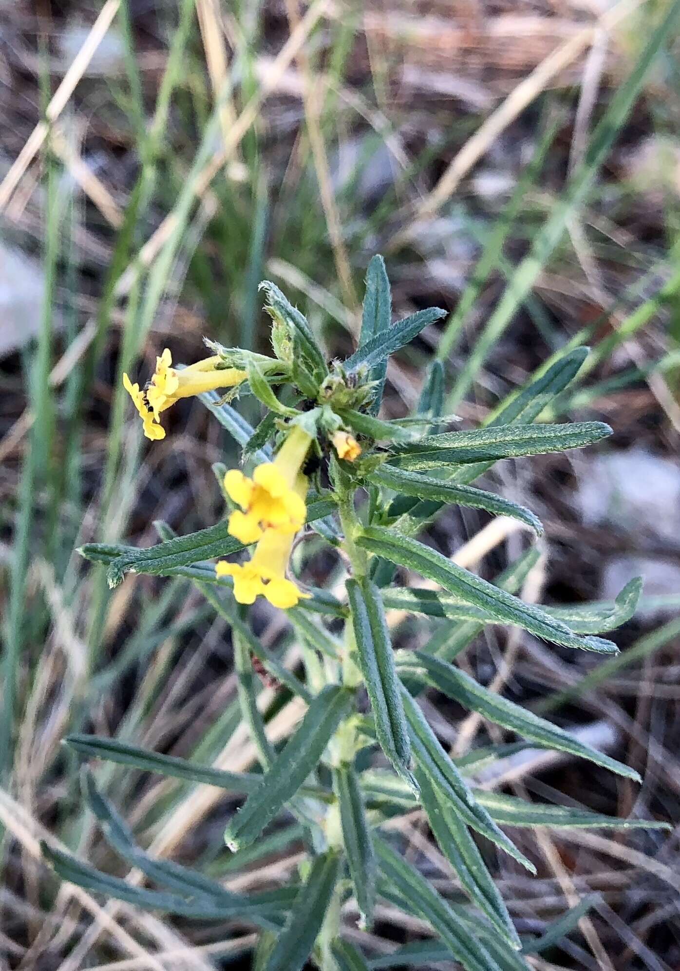 صورة Lithospermum multiflorum S. Wats.