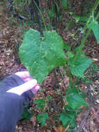 Image of oneseed bur cucumber