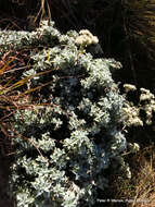 Слика од Helichrysum sutherlandii Harv.