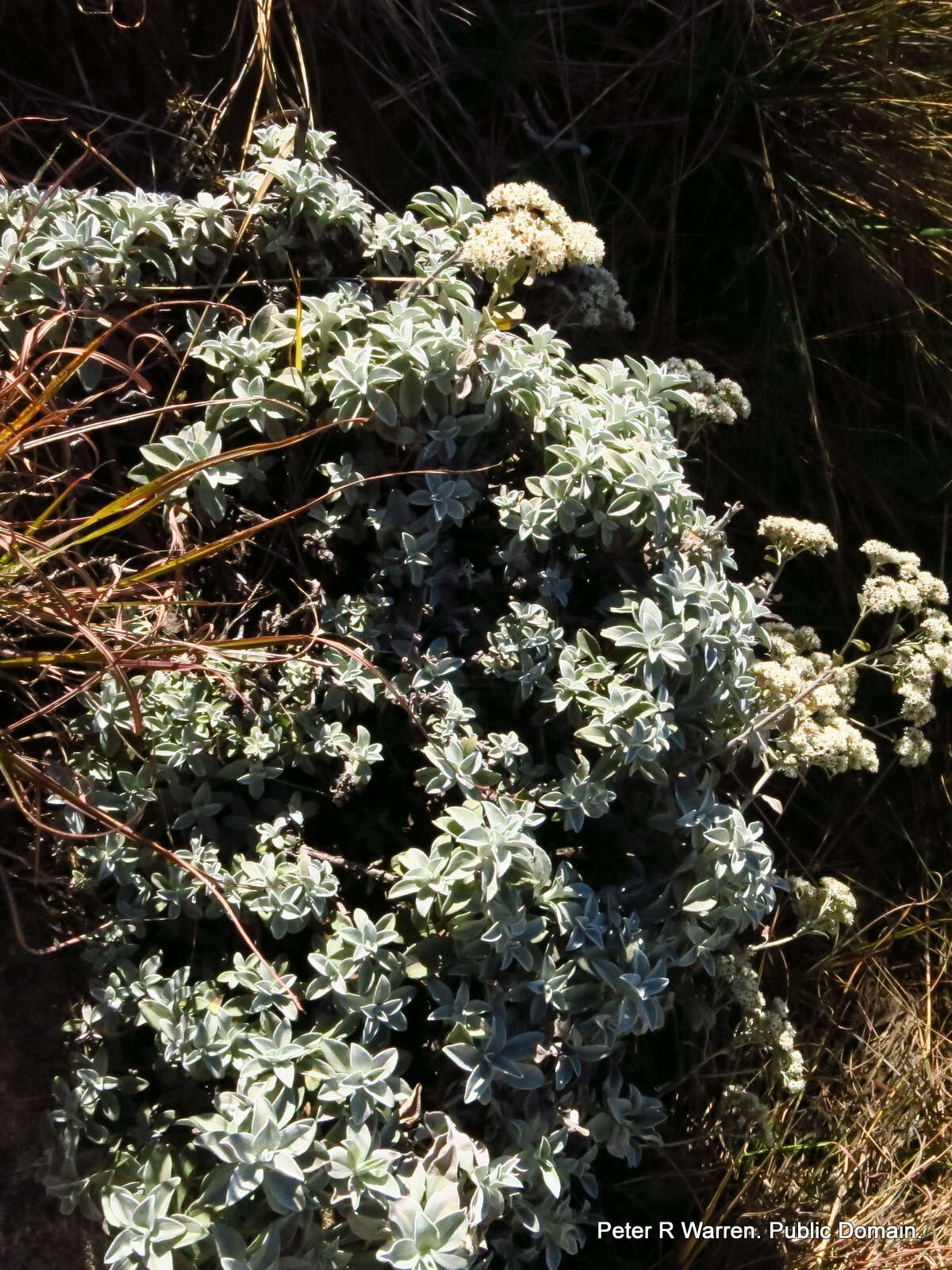 Слика од Helichrysum sutherlandii Harv.