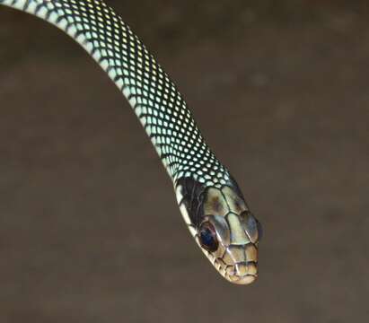 Image of Drymobius margaritiferus occidentalis Bocourt 1890