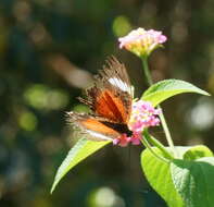 Image of Cethosia cydippe Linnaeus 1763