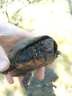 Image of Mississippi mud turtle