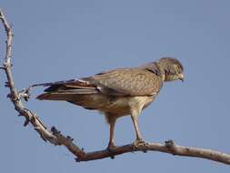 Image of Grasshopper Buzzard