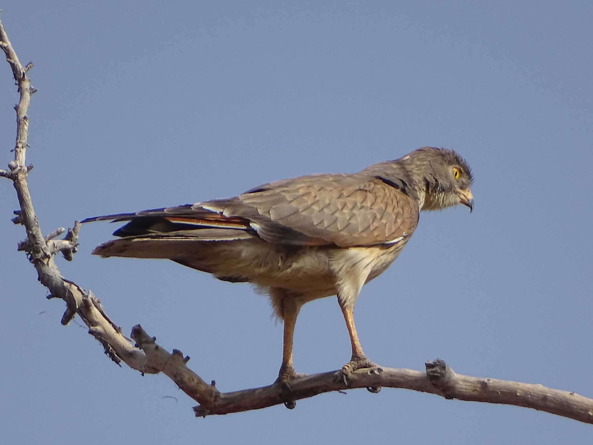 Image of Grasshopper Buzzard