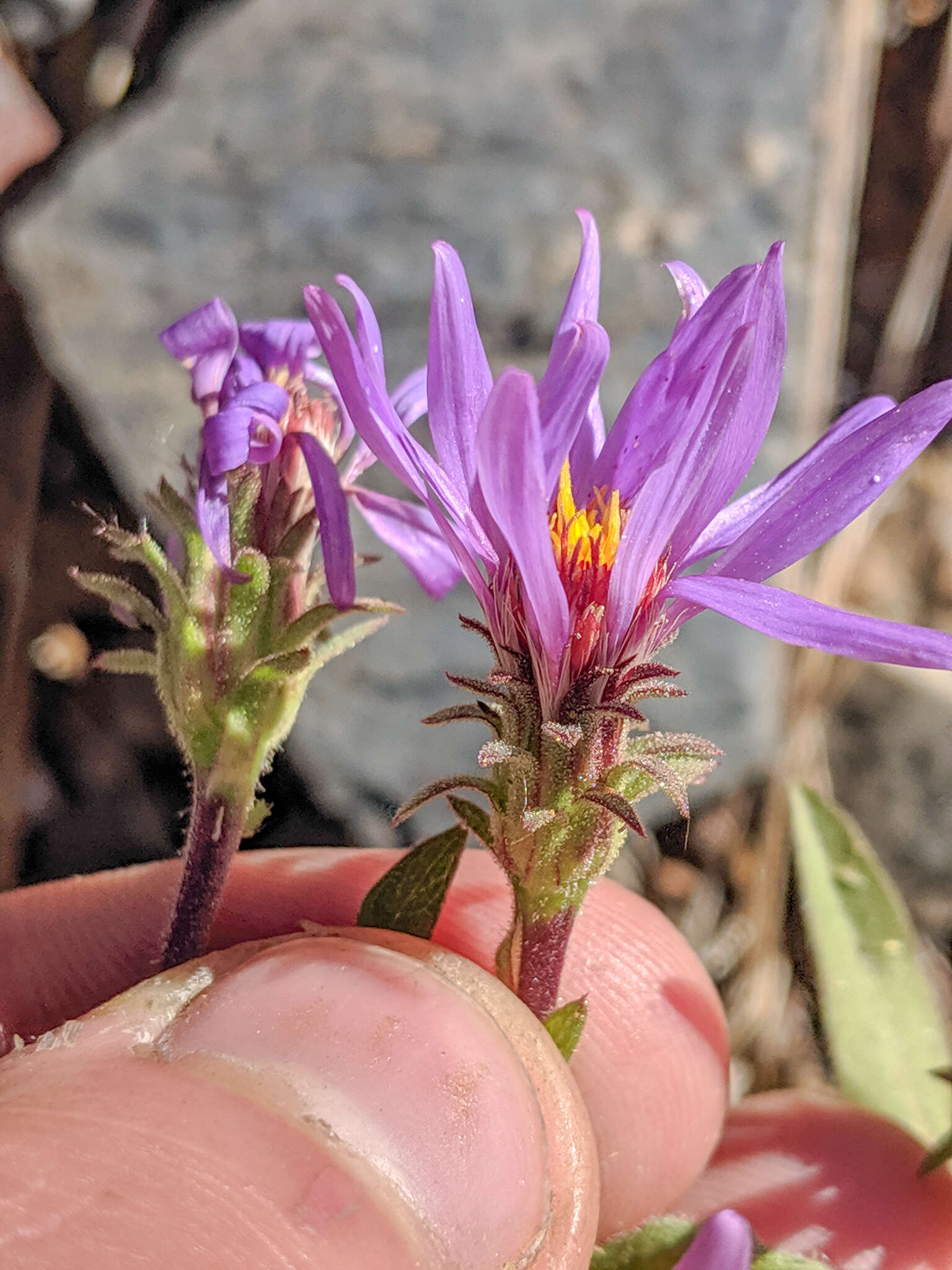 Image of Mountain American-Aster