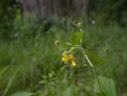 Image of avens