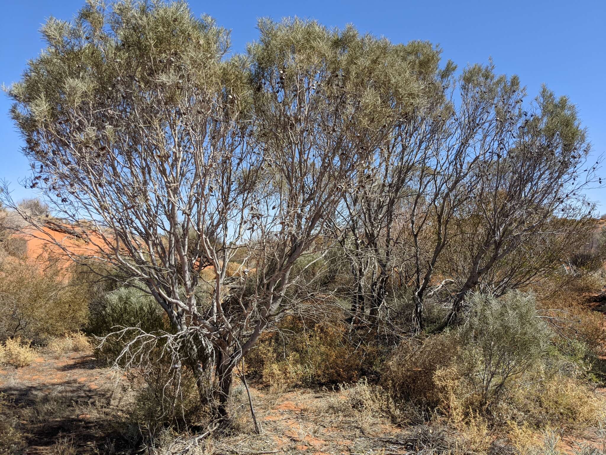 Image of Hakea leucoptera R. Br.