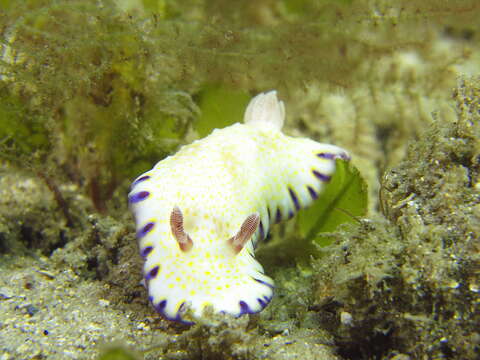 Image of Pale gold and purple slug