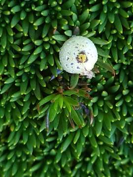 Image de Coprosma talbrockiei L. B. Moore & R. Mason