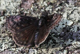 Image of Columbine Duskywing