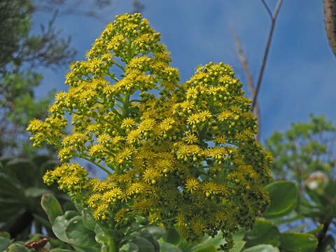 Image of saucer-plant