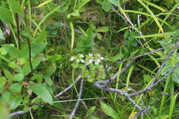 Image of Euphrasia wettsteinii G. L. Gusarova