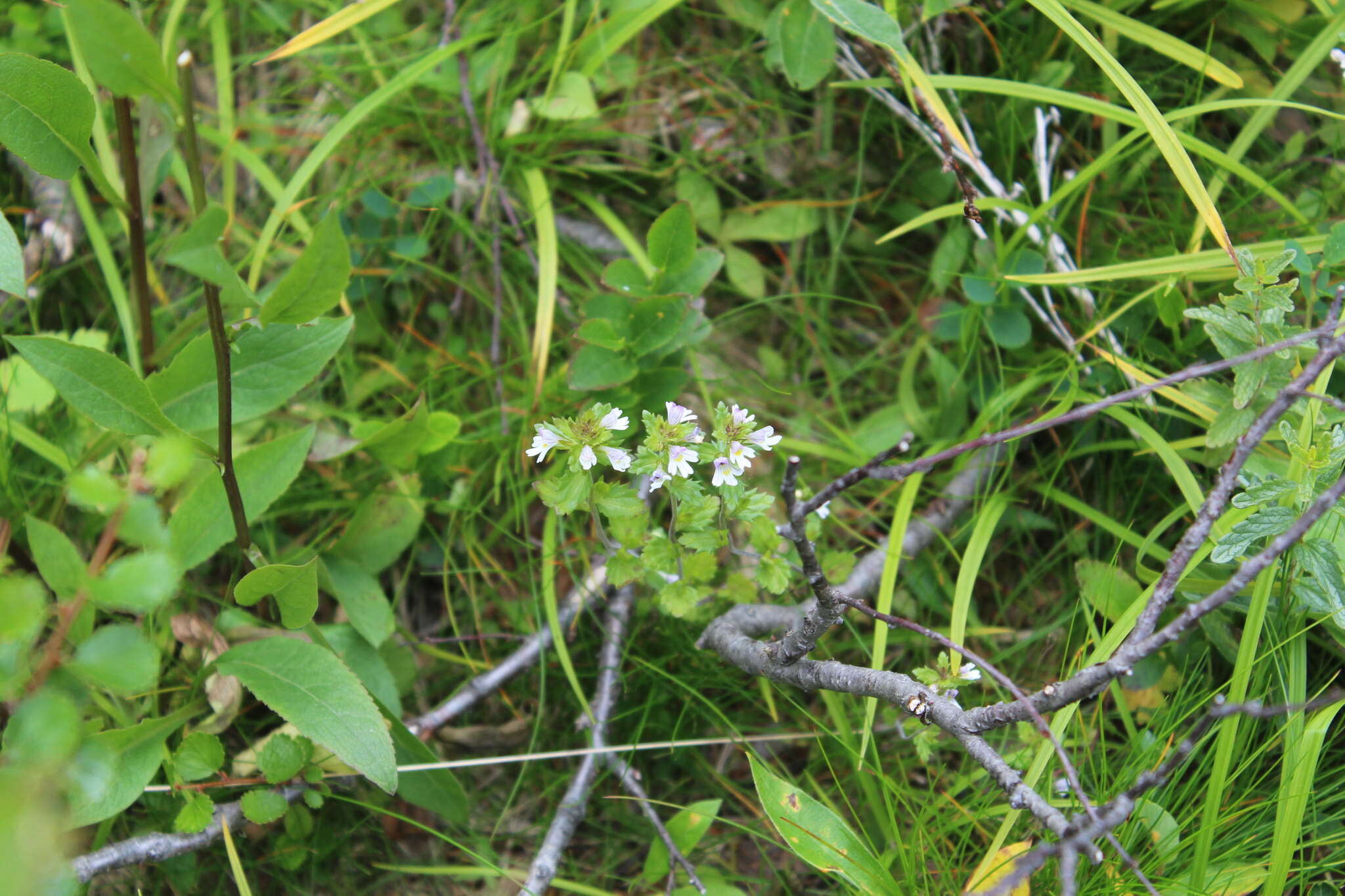 Imagem de Euphrasia wettsteinii G. L. Gusarova