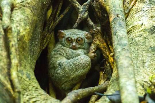 Image of Tarsius spectrumgurskyae Shekelle, Groves, Maryanto & Mittermeier 2017