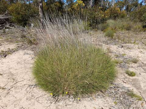 Image of Triodia scariosa N. T. Burb.