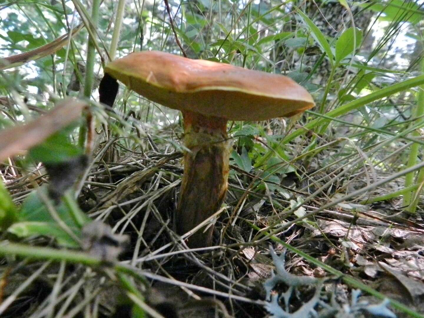 Image of Suillus grevillei (Klotzsch) Singer 1945