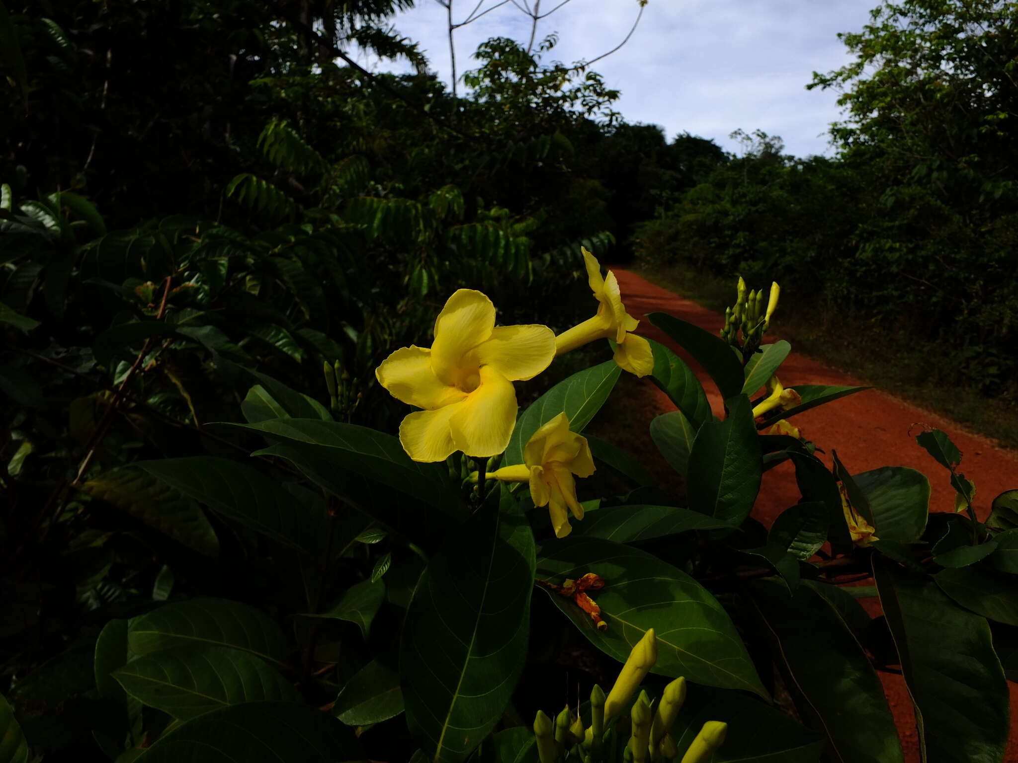 Plancia ëd Odontadenia puncticulosa (Richard) Pulle