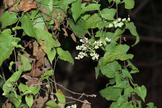 Image of Antigonon flavescens S. Wats.