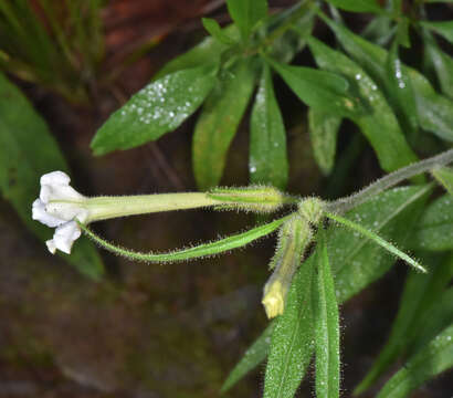 Image of manyflower tobacco