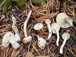 Image of Hygrocybe pusilla (Peck) Murrill 1916